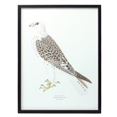 Falcon Framed Print