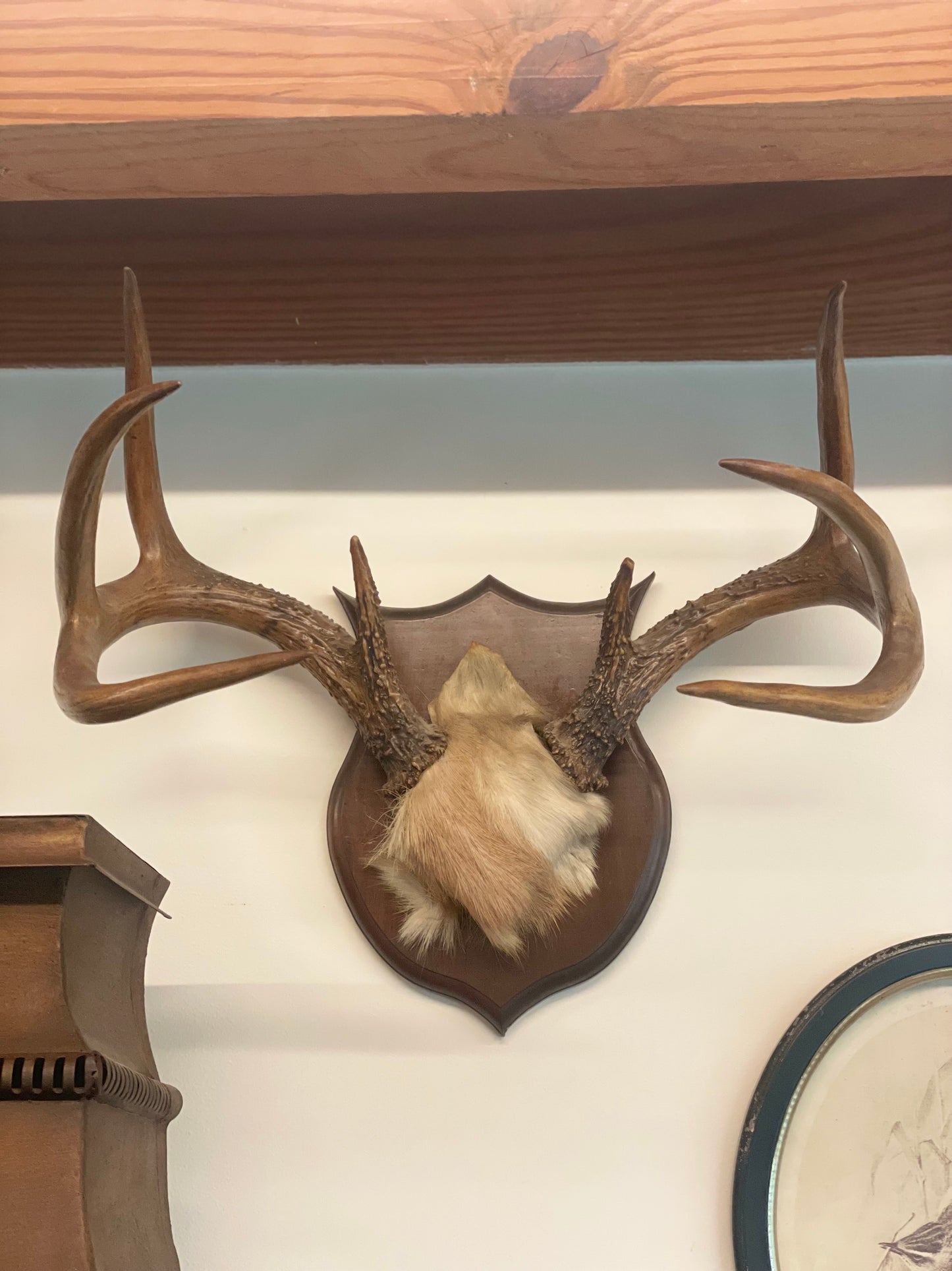 Mounted Deer Antlers