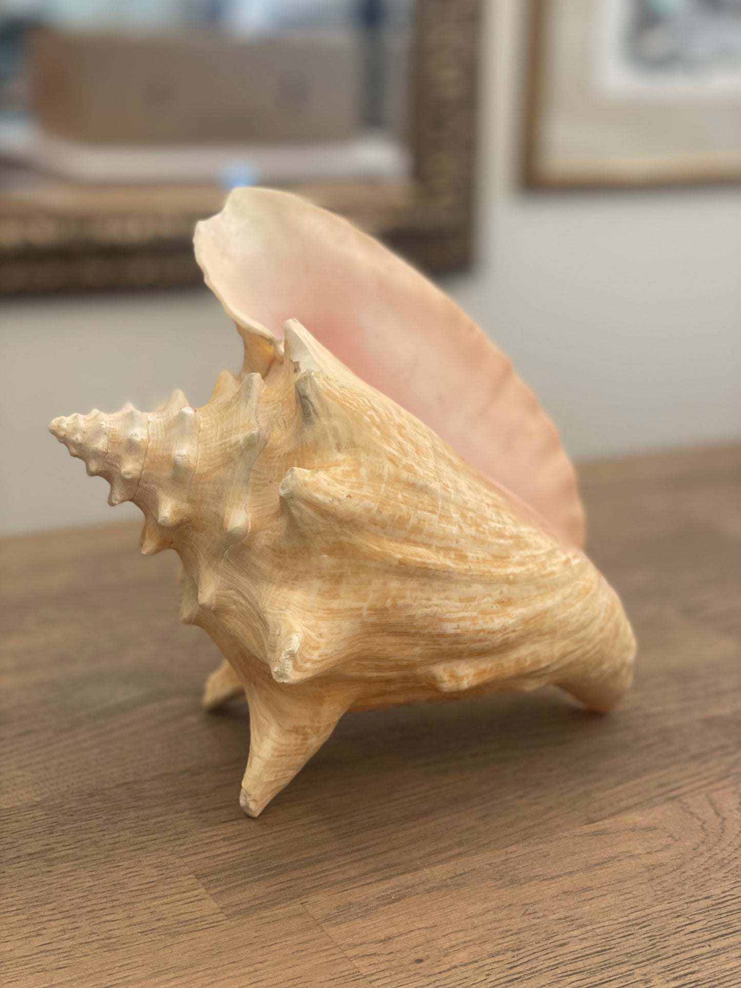 Large Conch Shell