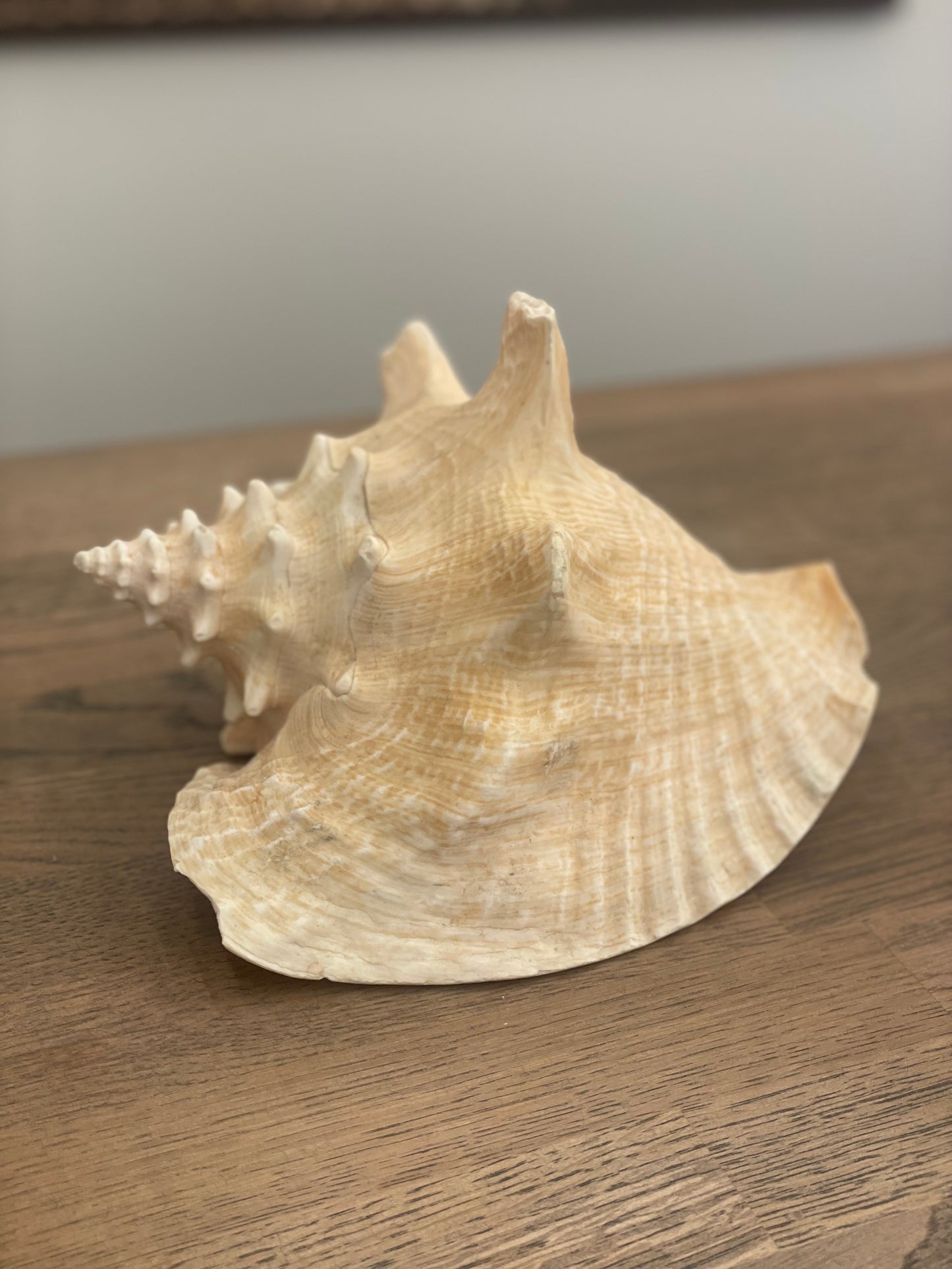 Large Conch Shell