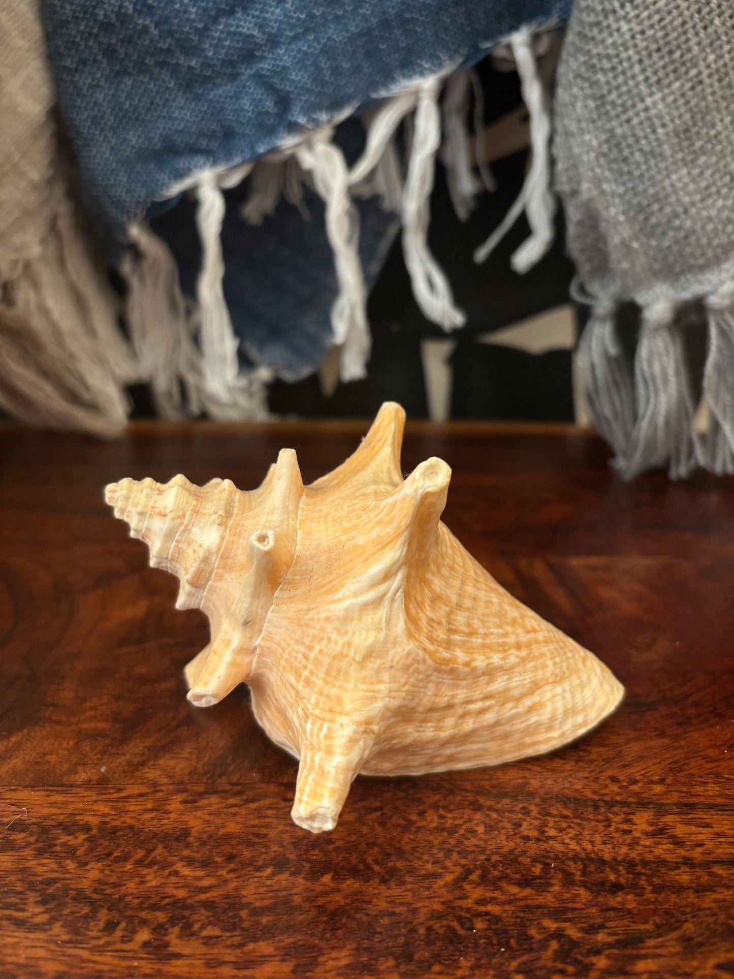 Small Conch Shell