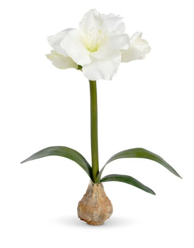 Amaryllis in Bulb Pot, White